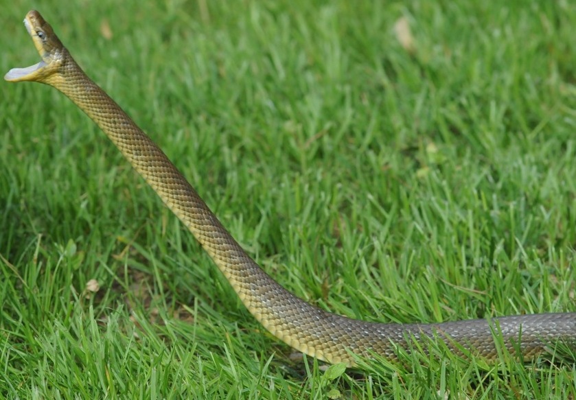 Il Colubro di Esculapio, il più dolce dei nostri serpenti